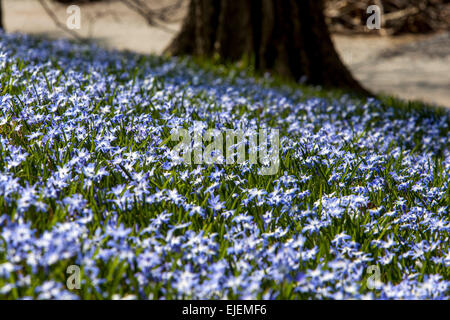 Gloria della neve, Scilla luciliae, Chionodoxa luciliae su prato giardino fiori prato Foto Stock