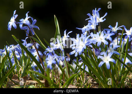 Gloria della neve, Scilla luciliae, Chionodoxa luciliae, primi fiori del giardino primaverile Foto Stock