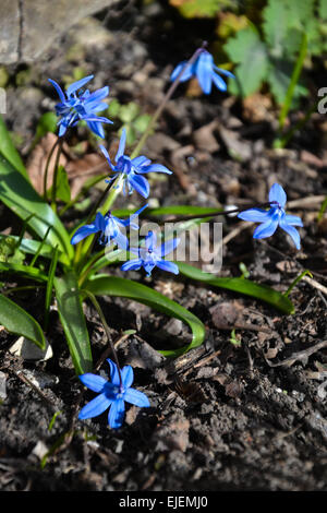 Blue snowdrops venendo incontro al sole e la molla. Foto Stock