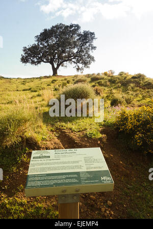 Leccio, lecci, o holly oak, con spiegazione bordo anteriore, Mijas, Andalusia, Spagna. Foto Stock