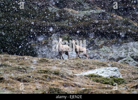 Lo stambecco (Capra ibex) in alta montagna, la caduta della neve Foto Stock