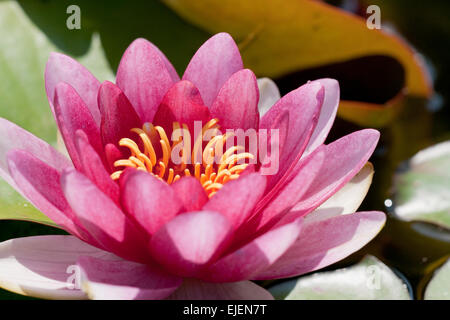 Di un bel colore rosa ninfee closeup macro shot Foto Stock