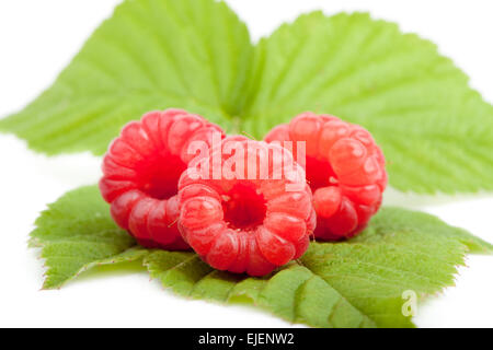 Tre lampone frutti freschi a foglia verde, sfondo bianco, isolato Foto Stock