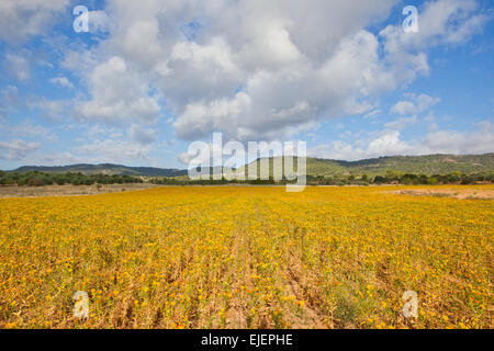 I campi gialli di in Bloom, La Alcarria, Guadalajara, Spagna Foto Stock