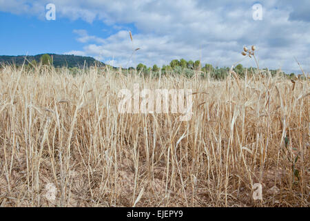 Colture di cereali campo sotto nuvoloso cielo sereno, Guadalajara, Spagna Foto Stock