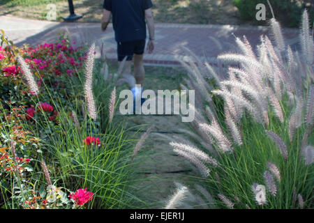Uomo palestra da indossare pantaloncini corti e scarpe da corsa, a piedi attraverso un parco che simboleggiano l importanza di fitness e salute e passeggiate Foto Stock