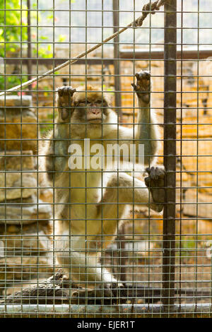 Scimmia in gabbia con una triste guardando, lunga coda Macaque Foto Stock
