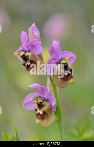 Sawfly Orchid: Ophrys tenthredinifera. Picos de Europa, Spagna Foto Stock