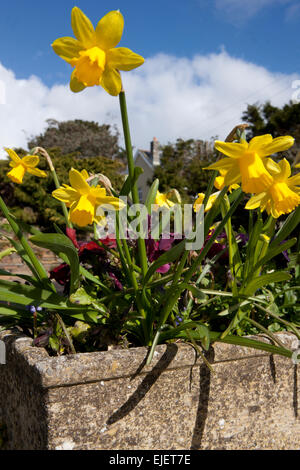 Narcissus "tête-à-tête' (dwarf daffodil) nel contenitore di pietra con pansies su una parete laterale di un bungalow accanto alla strada. Foto Stock