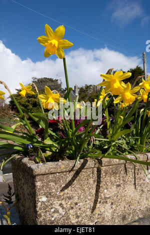 Narcissus "tête-à-tête' (dwarf daffodil) nel contenitore di pietra con pansies su una parete laterale di un bungalow accanto alla strada. Foto Stock