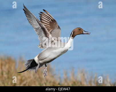 Pintail maschi di anatra di decollo del volo Merritt Island National Wildlife Reserve, Titusville, Florida Foto Stock