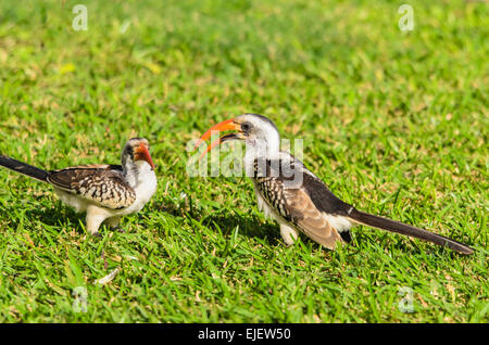 Maschio e femmina Red-Billed Hornbill (Tockus erythrorhynchus) nella motivazione della Senigambia hotel Kololi Gambia Foto Stock