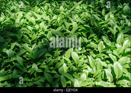 Hosta è un ombra di piante tolleranti. È comunemente noto come hosta, piantaggine gigli, gobishi funkia o. Foto Stock