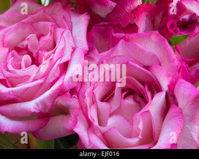 Spray di rose rosa Foto Stock