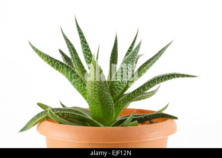 Aloe Vera - pianta in vaso marrone su sfondo bianco Foto Stock