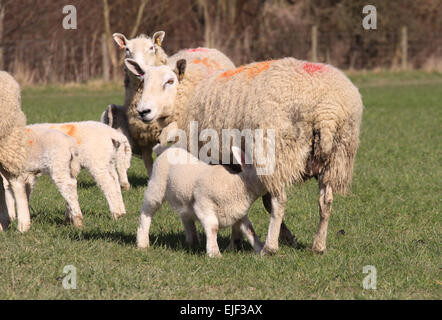 Discoed, POWYS, GALLES Marzo, 2015. Una molla di Welsh lamb feed da sua madre per pecora in un soleggiato Campo in erba nelle zone rurali di Powys Galles di oggi. Foto Stock