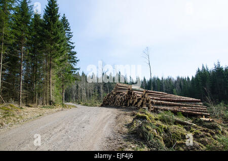 Di recente il taglio del legno in una pila in corrispondenza di una strada di ghiaia in una foresta di conifere in Svezia Foto Stock