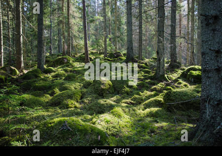 Pietre di muschio e tronchi di alberi in una foresta di conifere nella provincia svedese Smaland Foto Stock