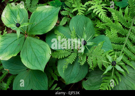 Herb Parigi / vero amante di nodo (Paris quadrifolia) che mostra le bacche tra le felci in foresta Foto Stock