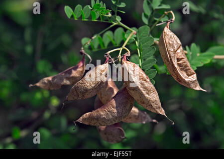 Vescica-senna (Colutea arborescens) legumi arbusto che mostra gonfiato bladdery baccelli di semi Foto Stock