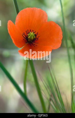 A lungo guidato il papavero / blindeyes (Papaver dubium) in fiore Foto Stock