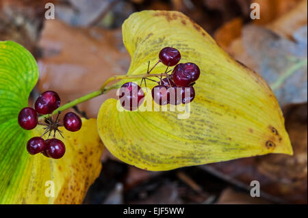 Falso Il giglio della valle / Maggio lily (Maianthemum bifolium) close up di bacche rosse in autunno Foto Stock
