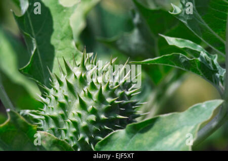 Jimson weed / Devil's snare / datura / thornapple (Datura stramonium) chiuso capsula semi coperto di spine Foto Stock