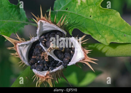 Jimson weed / Devil's snare / datura / thornapple (Datura stramonium) aprire la capsula semi coperto di spine che mostra i semi di colore nero Foto Stock