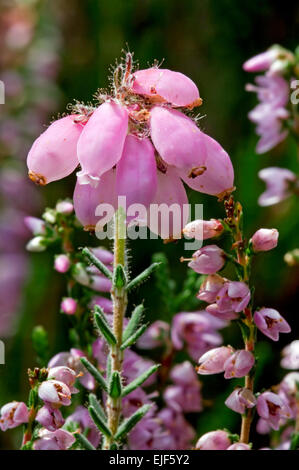 Croce lasciava heath (Erica tetralix Lande secche) tra i comuni di heather / ling (Calluna vulgaris) in fiore Foto Stock