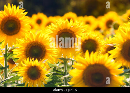 Bellissimo il girasole nel campo in Ungheria Foto Stock