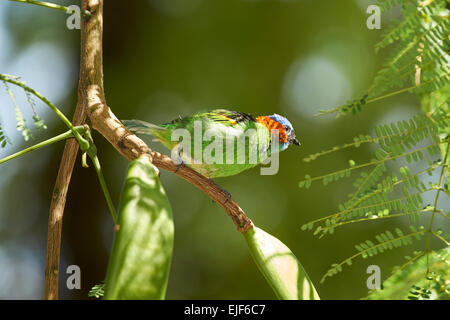 Rosso-Tanager a collo alto su un ramo Foto Stock