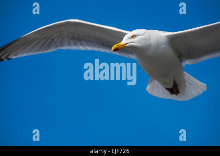 Aringa gull scorrevolezza Foto Stock