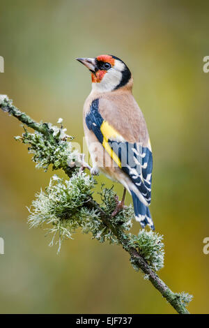 Cardellino appollaiato su un lichene ramo coperti Foto Stock