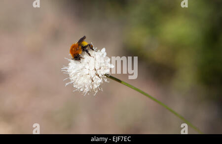 Orange bumblebee per raccogliere il polline su un fiore bianco, Spagna Foto Stock