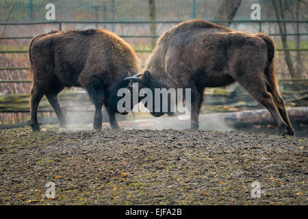 Due uro combattimenti Foto Stock