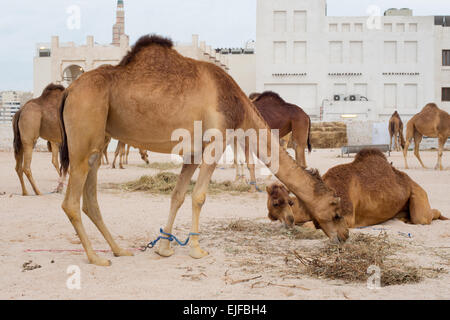 Alimentazione di cammelli in un governo nel paddock Souq Waqif, Doha, Qatar. Gli animali sono utilizzati dalla polizia montata che pattugliano il turista Foto Stock