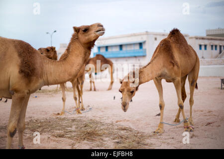 Alimentazione di cammelli in un governo nel paddock Souq Waqif, Doha, Qatar. Gli animali sono utilizzati dalla polizia montata che pattugliano il turista Foto Stock