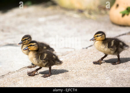 Carino fluffy appena schiuse Mallard anatroccoli, Anas platyrhynchos, in Inghilterra Foto Stock