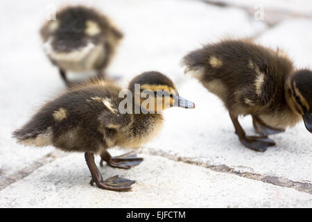 Carino fluffy appena schiuse Mallard anatroccoli, Anas platyrhynchos, in Inghilterra Foto Stock