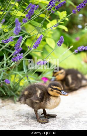 Carino fluffy appena schiuse Mallard anatroccoli, Anas platyrhynchos, in Inghilterra Foto Stock