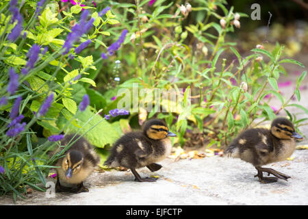 Carino fluffy appena schiuse Mallard anatroccoli, Anas platyrhynchos, in Inghilterra Foto Stock