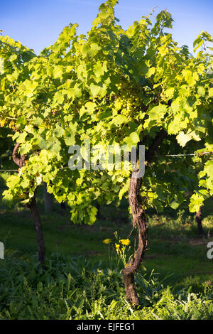 Vitigno di green Ortega uve per produrre inglese vino bianco a Biddenden vigneti Ltd nel Kent, England, Regno Unito Foto Stock