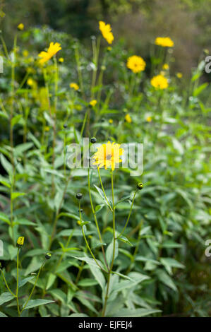 Rudbeckia uno del tipo a margherita piante perenni fiore nel giardino, REGNO UNITO Foto Stock