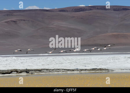 Salar de Pujsa, los Flamencos riserva nazionale, San Pedro de Atacama, El Loa Provincia, Regione di Antofagasta, Cile Foto Stock