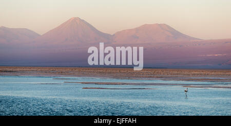 Laguna Chaxa, los Flamencos riserva nazionale, San Pedro de Atacama, El Loa Provincia, Regione di Antofagasta, Cile Foto Stock