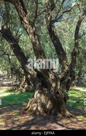 Olive crescente sul vecchio albero nodose Olea europaea in Oliveto per la produzione di olio d'oliva in clima sub-tropicale, Corfù, Grecia Foto Stock