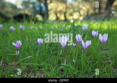 Greco, Ciclamino Ciclamino graecum, perenne di fiori selvaggi cresce attraverso l'erba sul pavimento del bosco, Corfù, Grecia Foto Stock