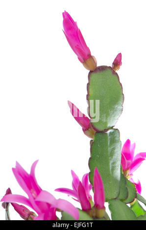 Cactus di pasqua (Rhipsalidopsis cactus) su sfondo bianco. Foto Stock