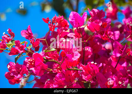 Bouganville, o Bougavillia, drammatica esotici arbusto a fioritura nella vibrante rosa shocking sfumatura di colore a Corfù, Grecia Foto Stock