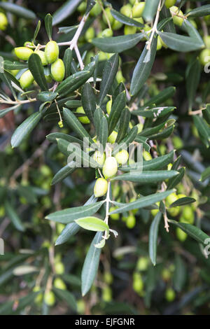 Olive, raccolto nazionale, la crescita e la maturazione sul ramo di olivo Olea europaea, nel nord di Corfù, Grecia Foto Stock